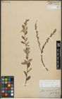 Foto von Salix repens subsp. repens L.